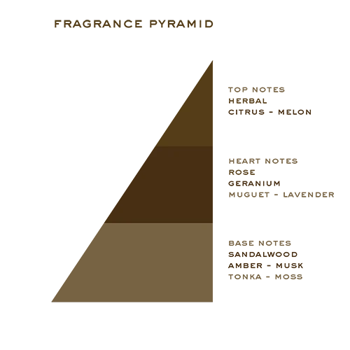 Sandalwood Cologne fragrance pyramid
